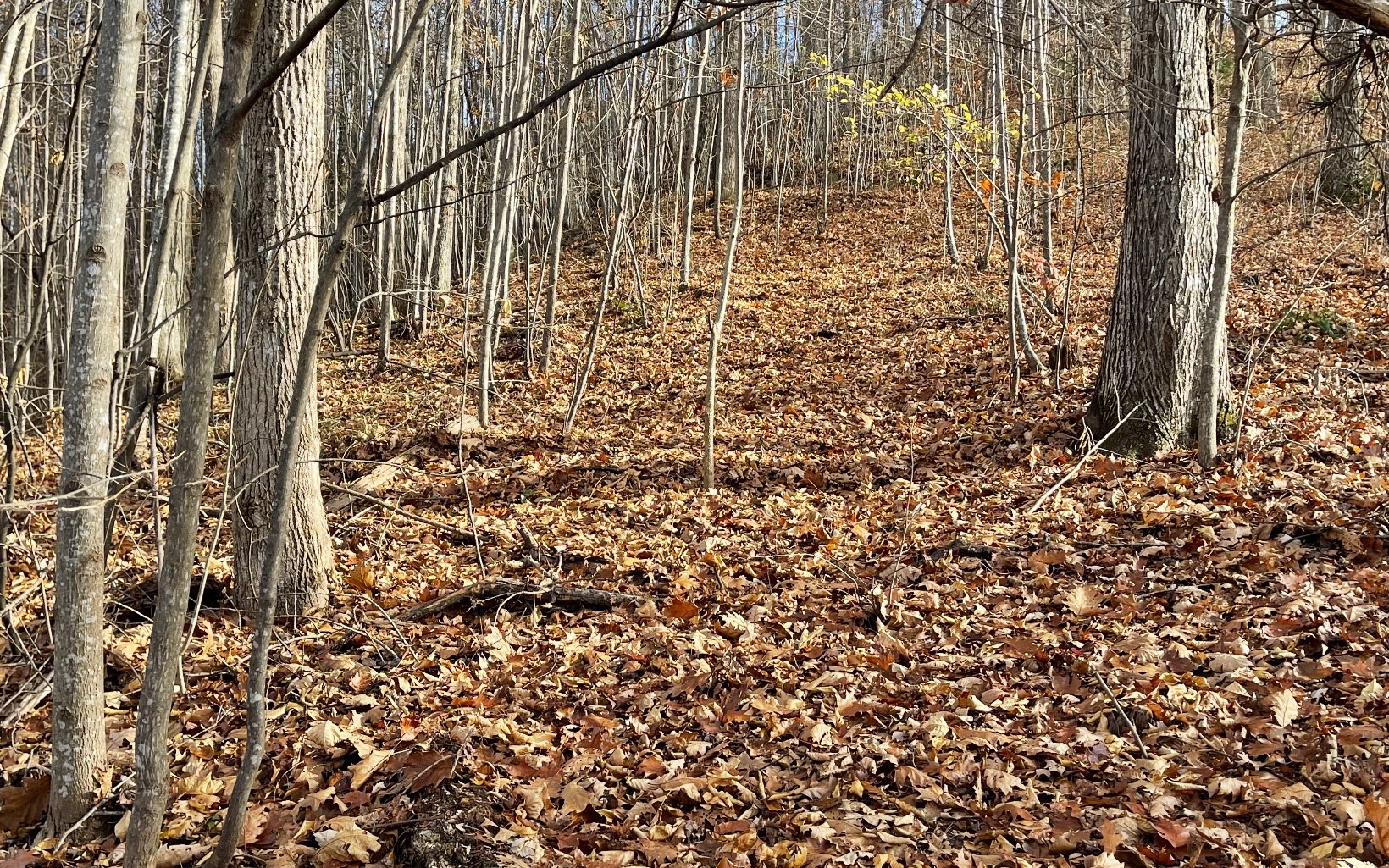 Other - Lot 19 Bear Trail, HIAWASSEE, GA