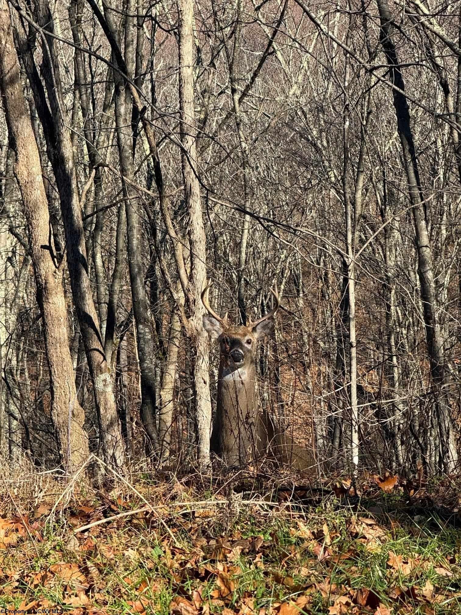 Other - TBD Toms Run Road, Roanoke, WV