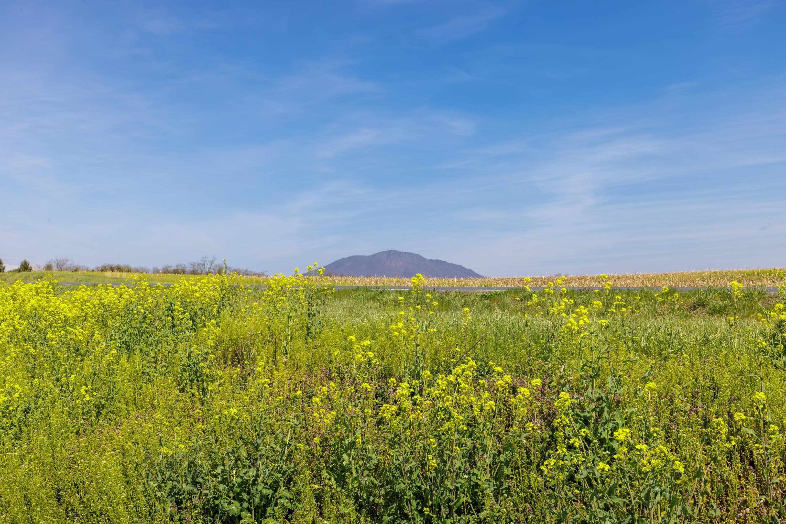 Plots and Land - 0 MILL CREEK CHURCH RD, PORT REPUBLIC, VA