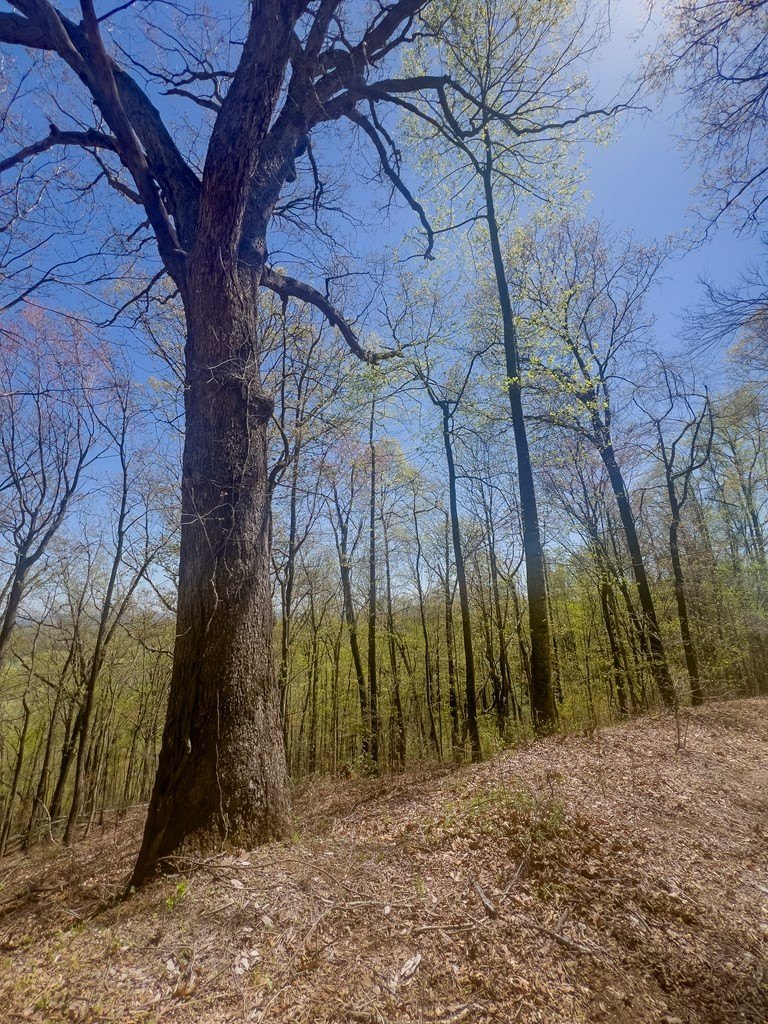 Other - Yellow Locust Dr lot: 196A, Fancy Gap, VA