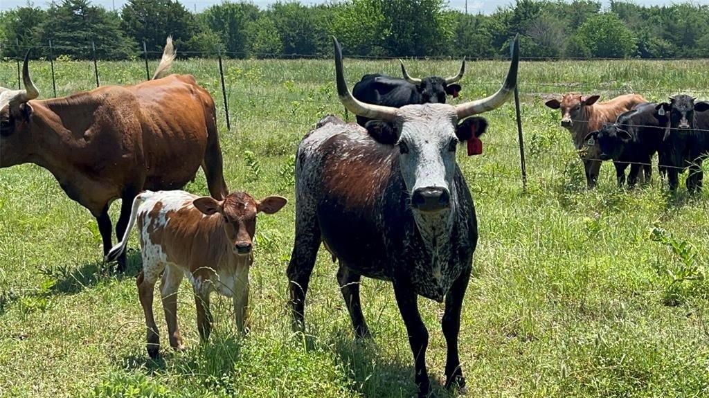 Other - 901 FM 499, Cumby, TX