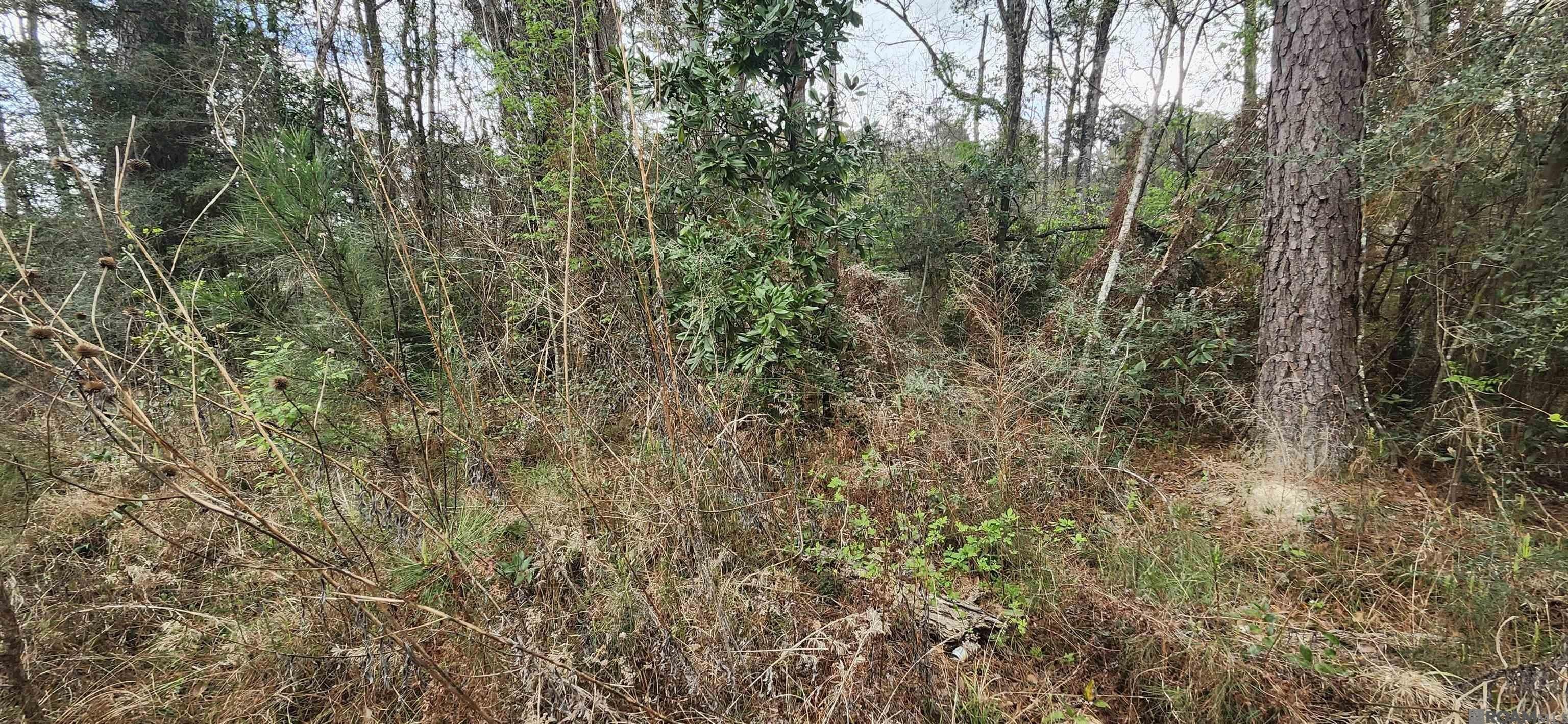Other - Reinninger Rd lot: A-6, Denham Springs, LA