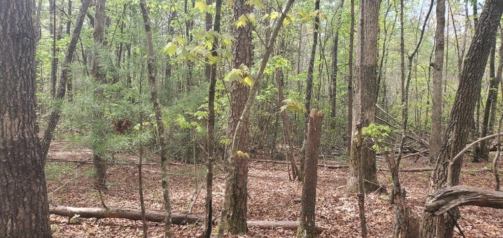 Other - 36 & 38 Squirrel Hunting, Ellijay, GA