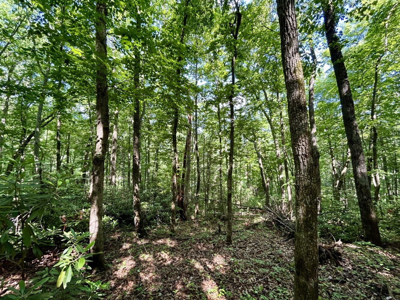 Other - Grand Country Dr, Cosby, TN