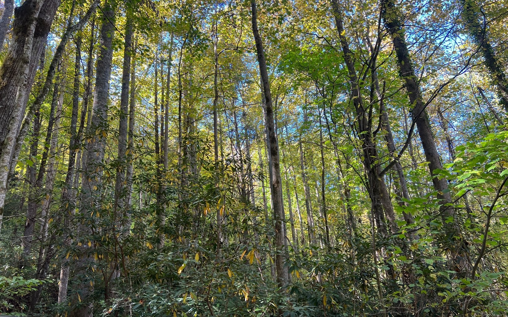 Other - Tr 1 Tusquittee Road, Hayesville, NC