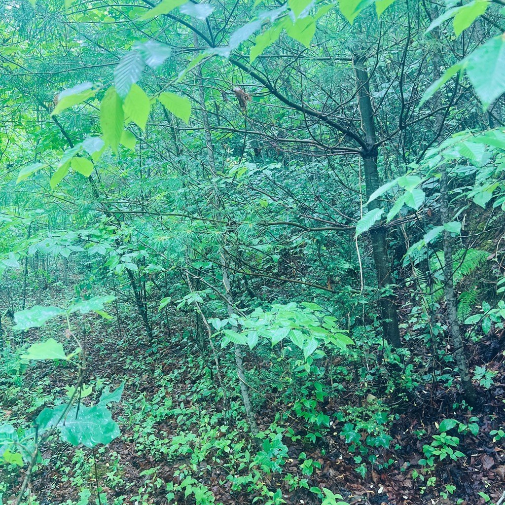 Other - Owl Creek Ridge lot: 20, Murphy, NC