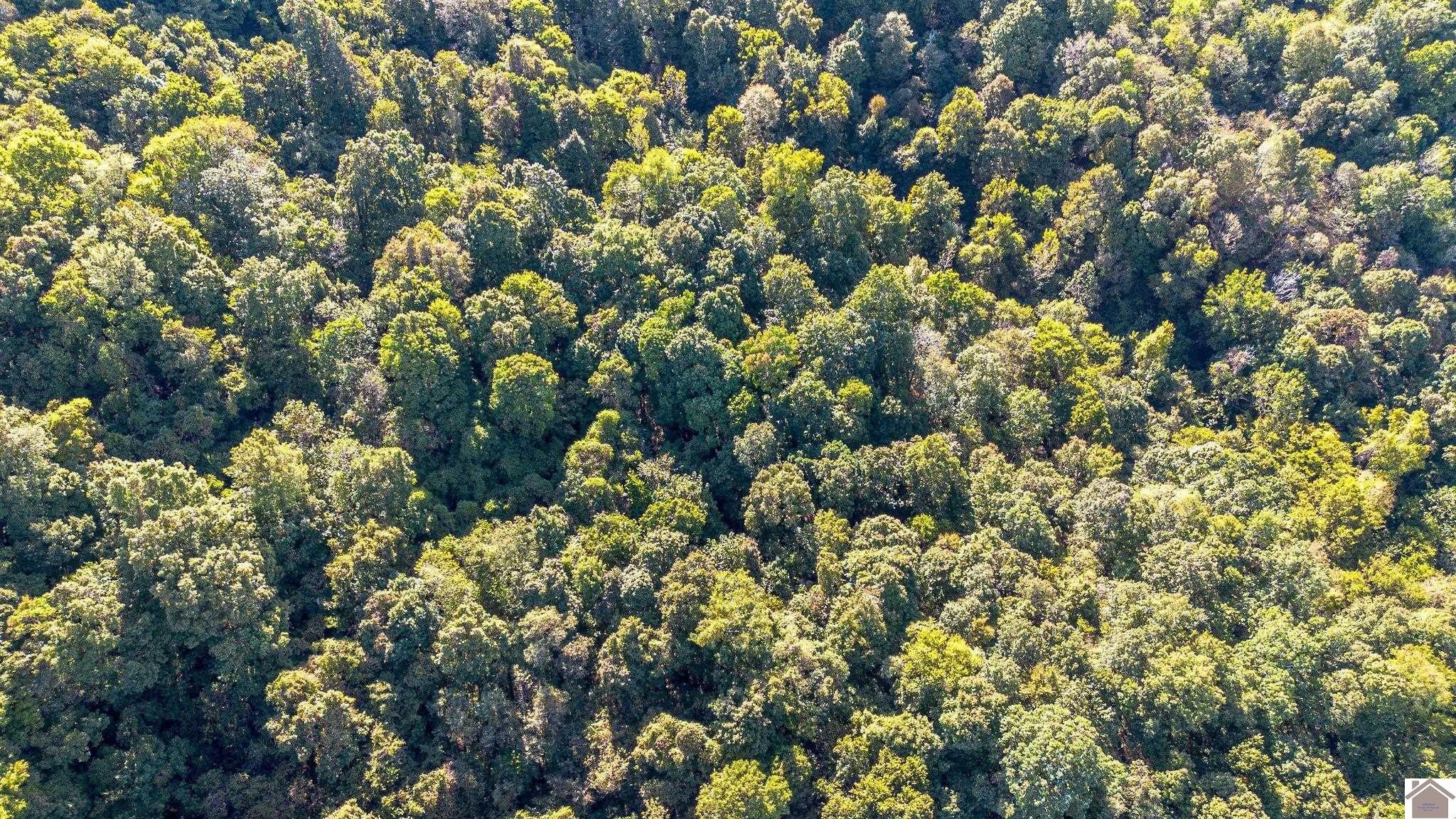 Plots and Land - 000 County Road 1320, Bardwell, KY