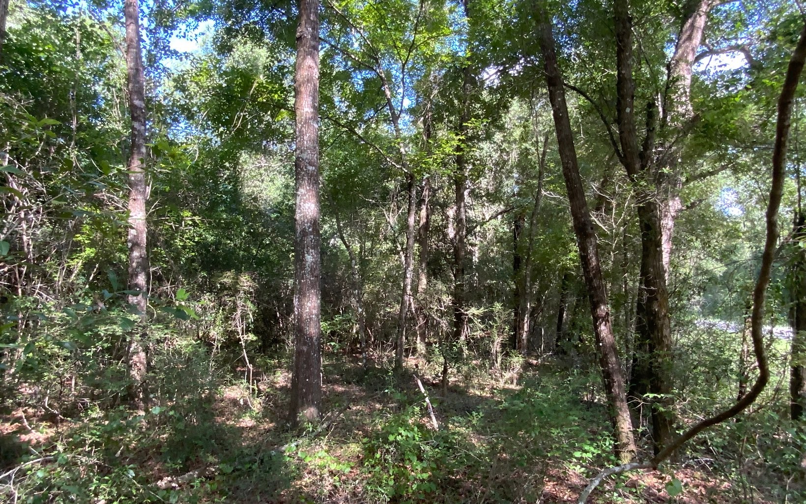 Single Family - LOT18 CR 349, Live Oak, FL
