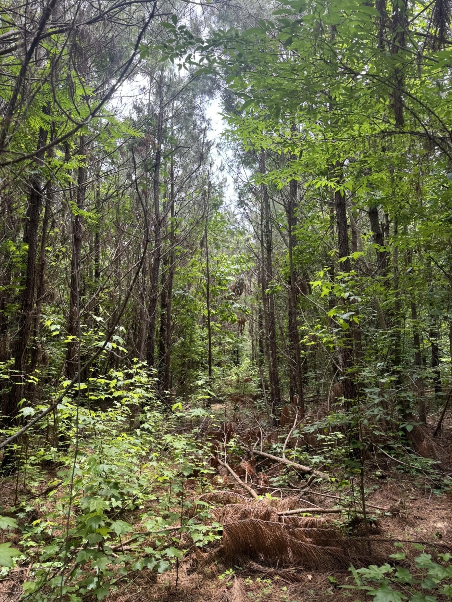 Single Family - Geeville Road, Baldwyn, MS