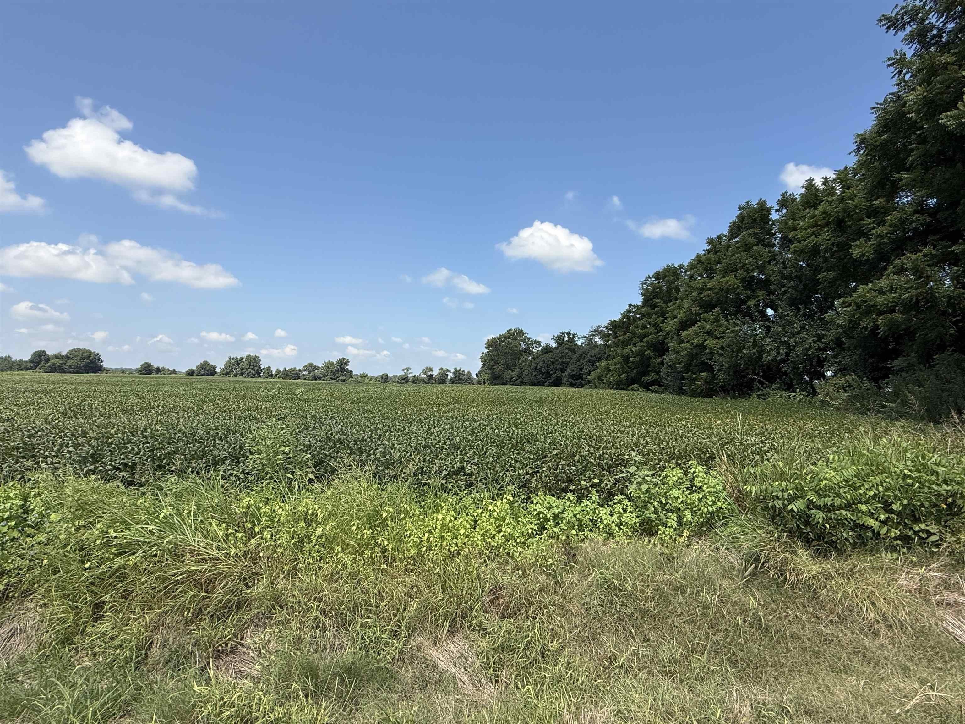 Other - TRACT 1 KARCHER Rd lot: 1, Somerville, TN