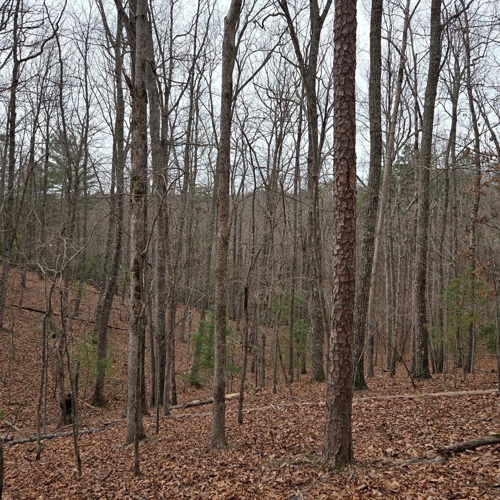 Other - 8.5 Blue Berry Ridge, Morganton, GA