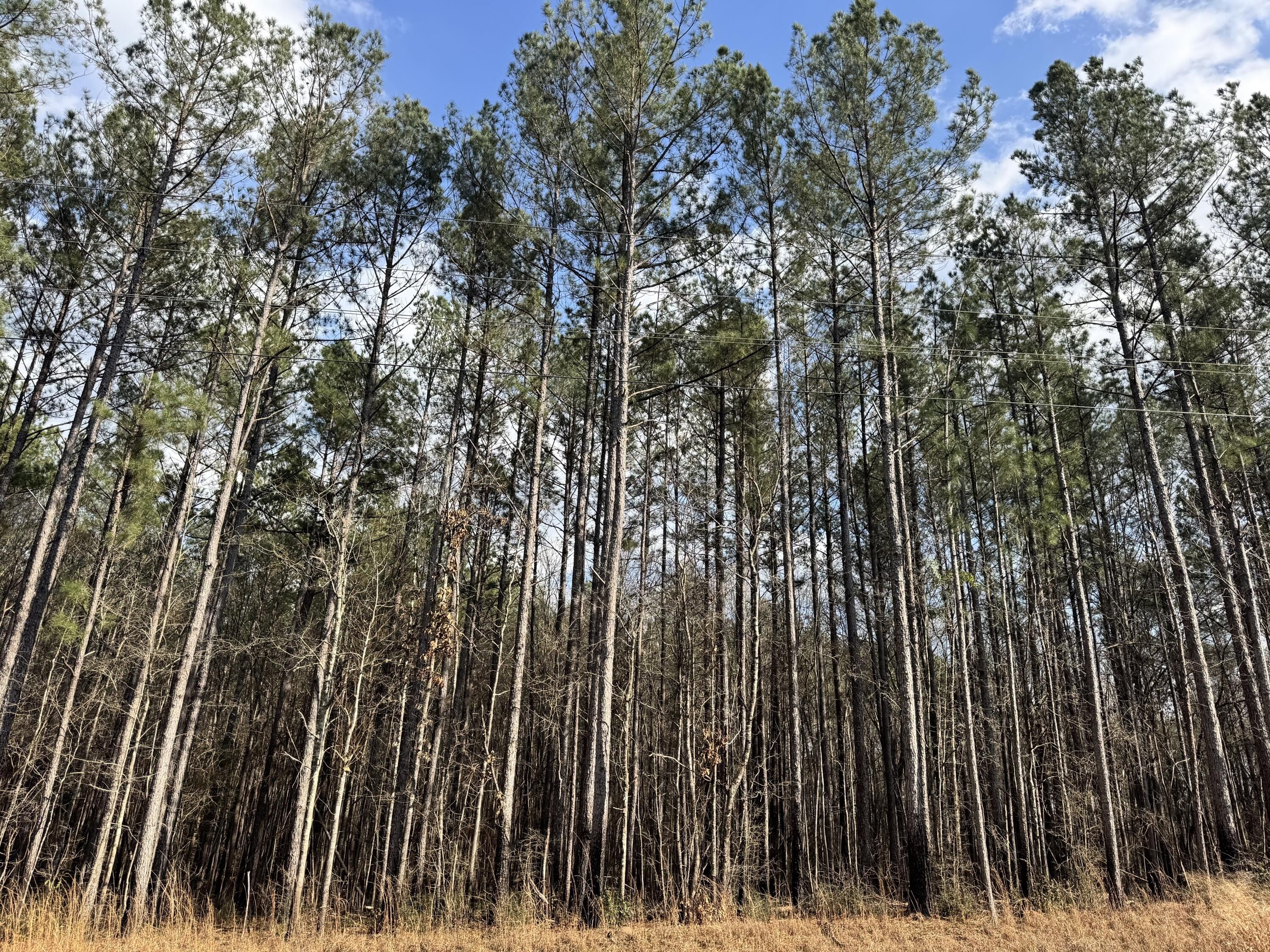 Other - 24.88AC Epley, Sumrall, MS
