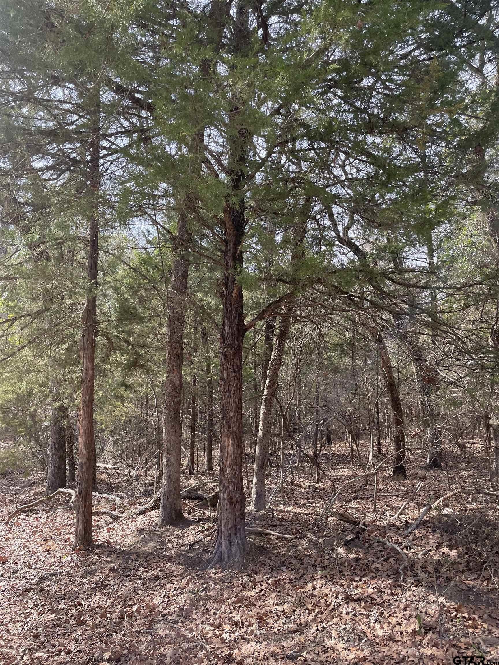 Other - Wildwood, Murchison, TX
