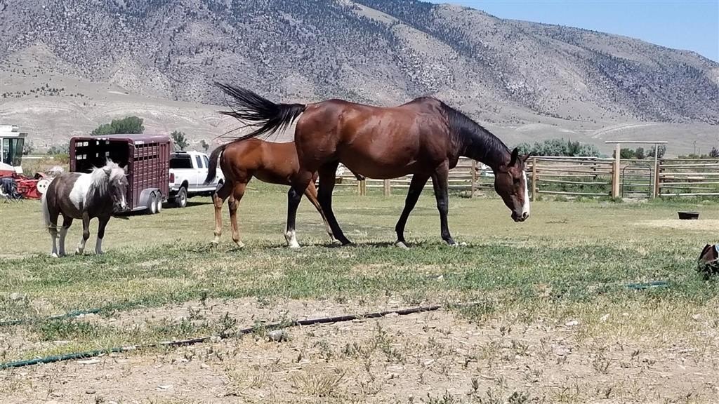 Single Family 2BR 1BA - 15 Arrowhead Dr, Cody, WY