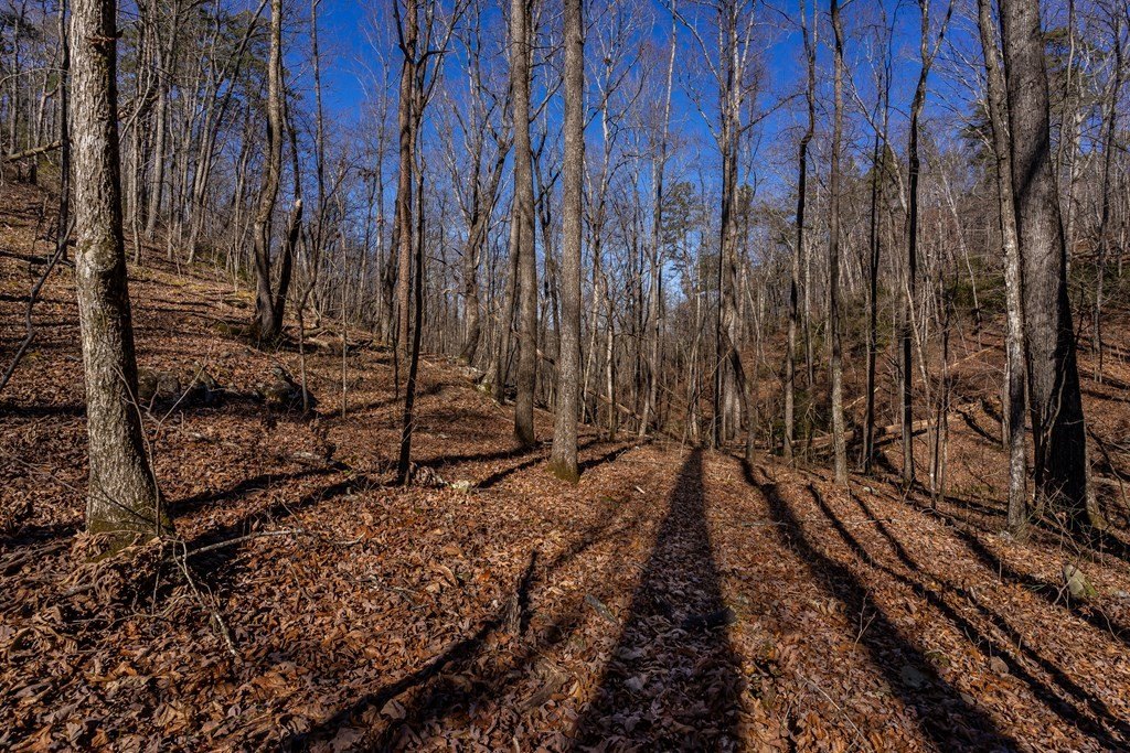 Other - 4.78 Ac Bell Court, Ranger, GA