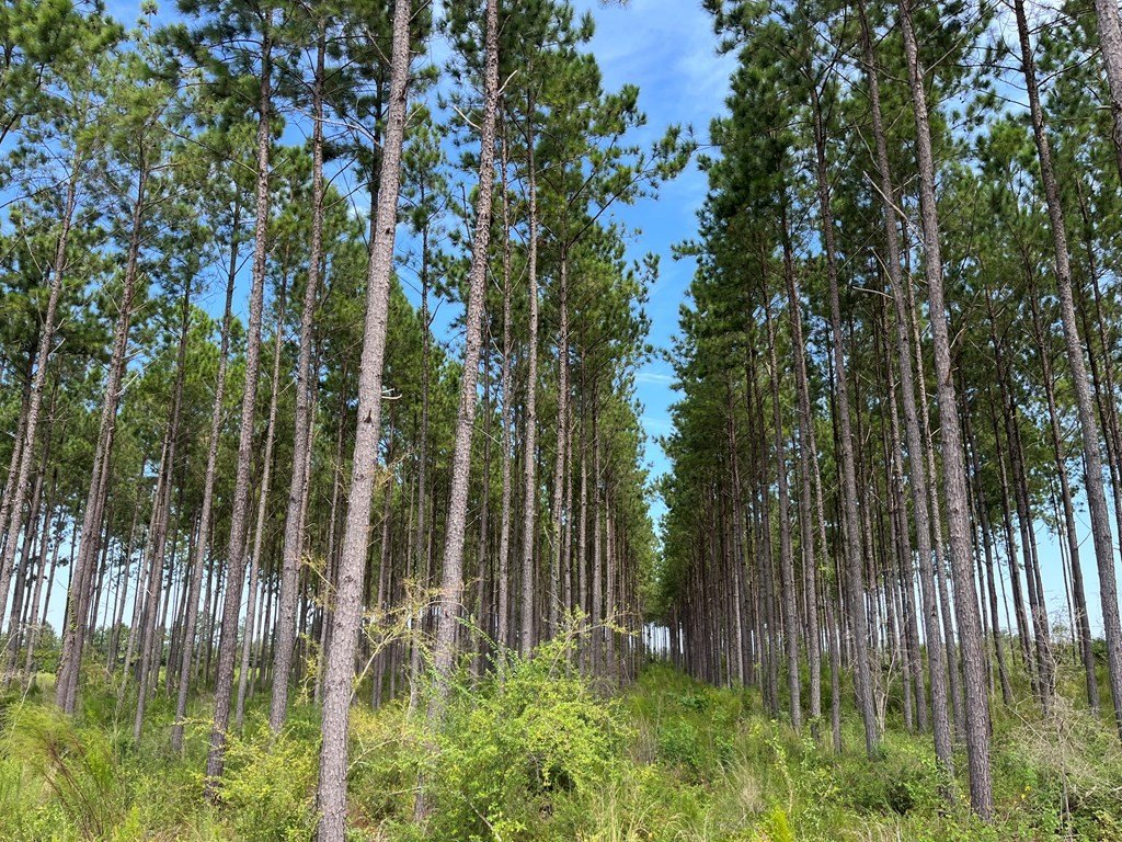 Single Family - . Pea Market Road, Columbia, AL