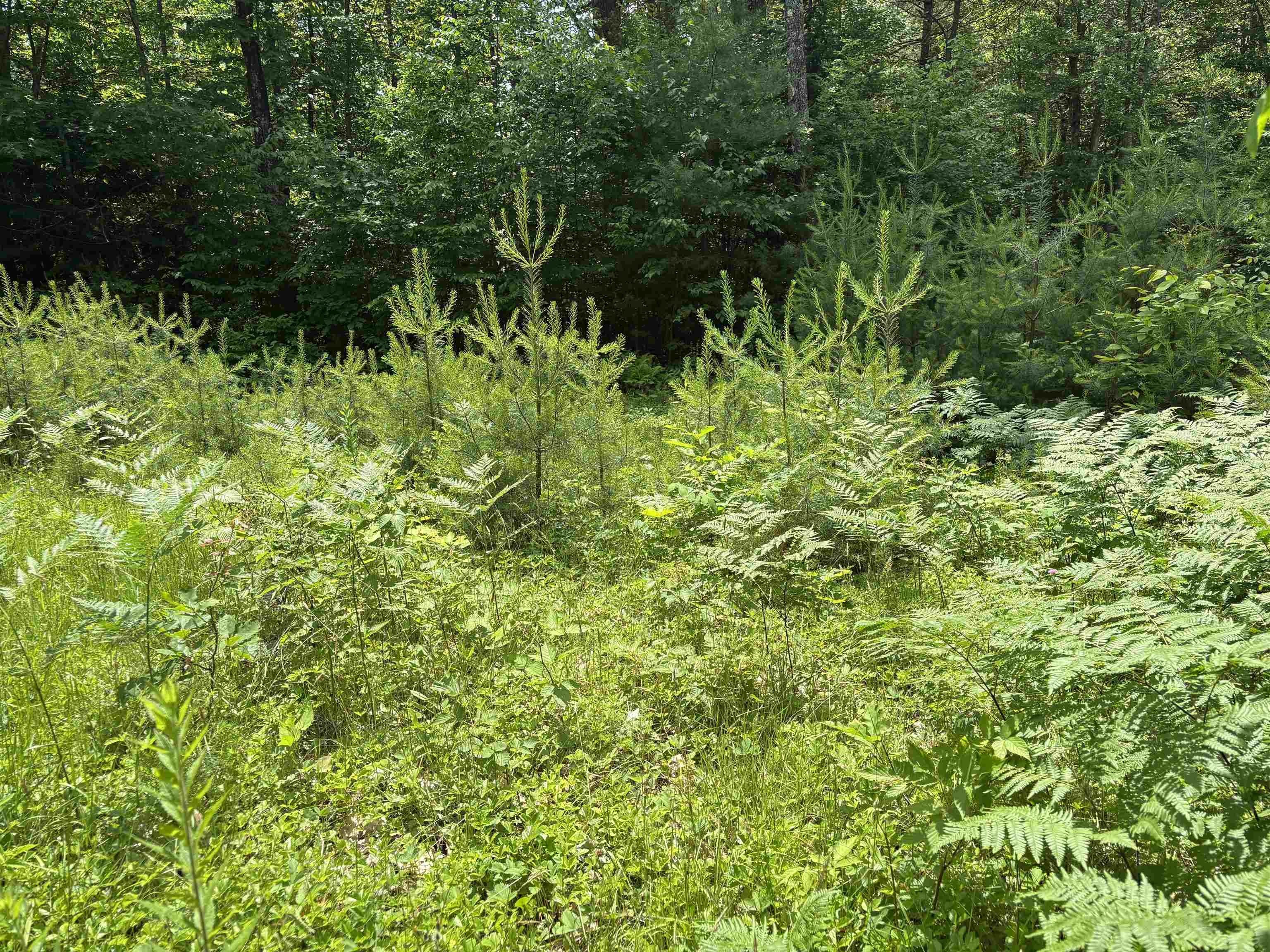 Other - 00 Simonsville Road Lot 3, Andover, VT