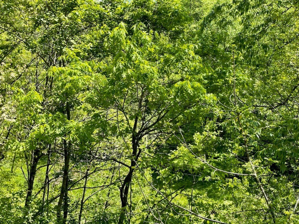 Other - 0 Buck Creek (DB 230, DP 353), Royalton, KY