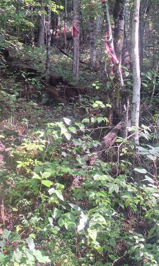 Other - Coopers Creek, Suches, GA