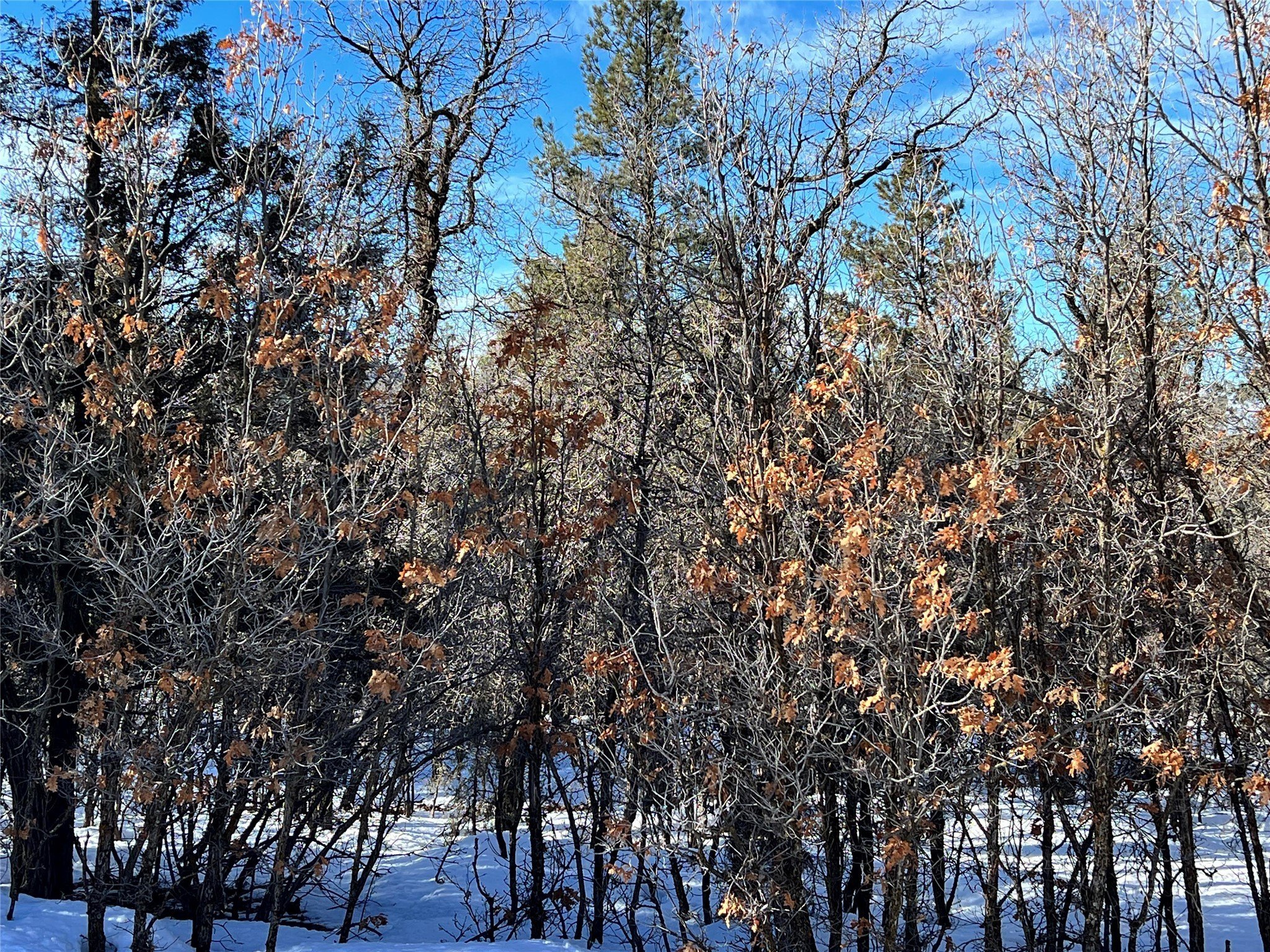 0 Block 2 Lot 15 Brazos Ests  