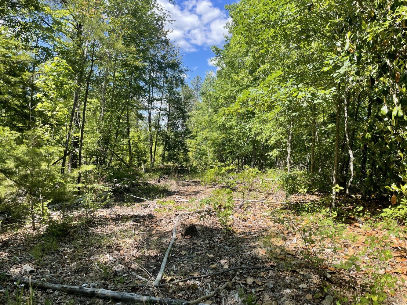 Other - HWY 17, Butler, AL