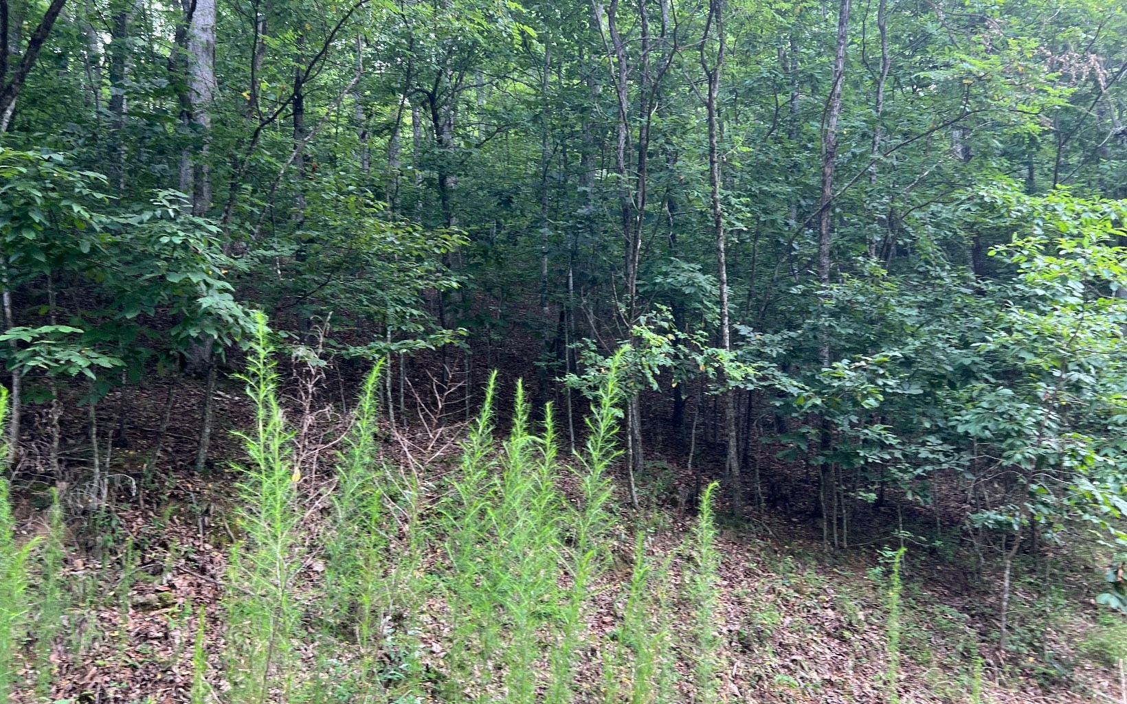 Other - Lot 12 The Preserve at Beach Mountain, Brasstown, NC