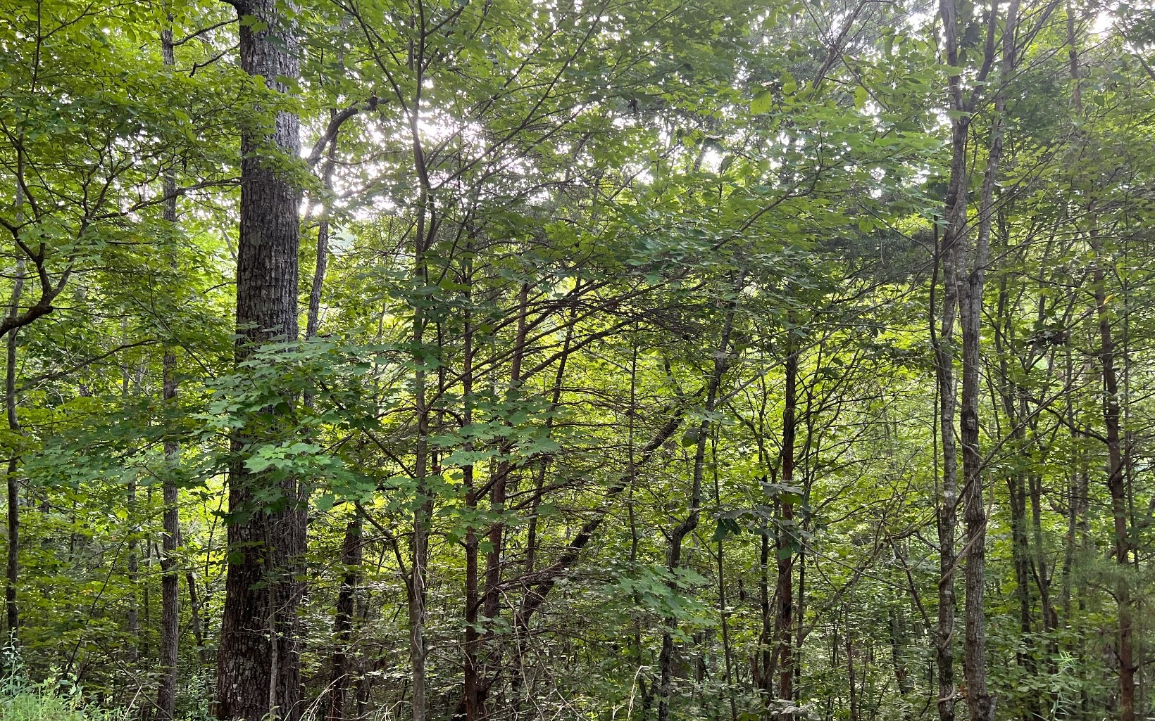 Other - Lot 13 The Preserve at Beach Mountain, Brasstown, NC