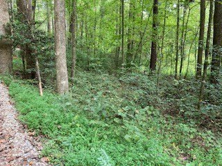 Other - Lot 52 Llama Lane, Ellijay, GA