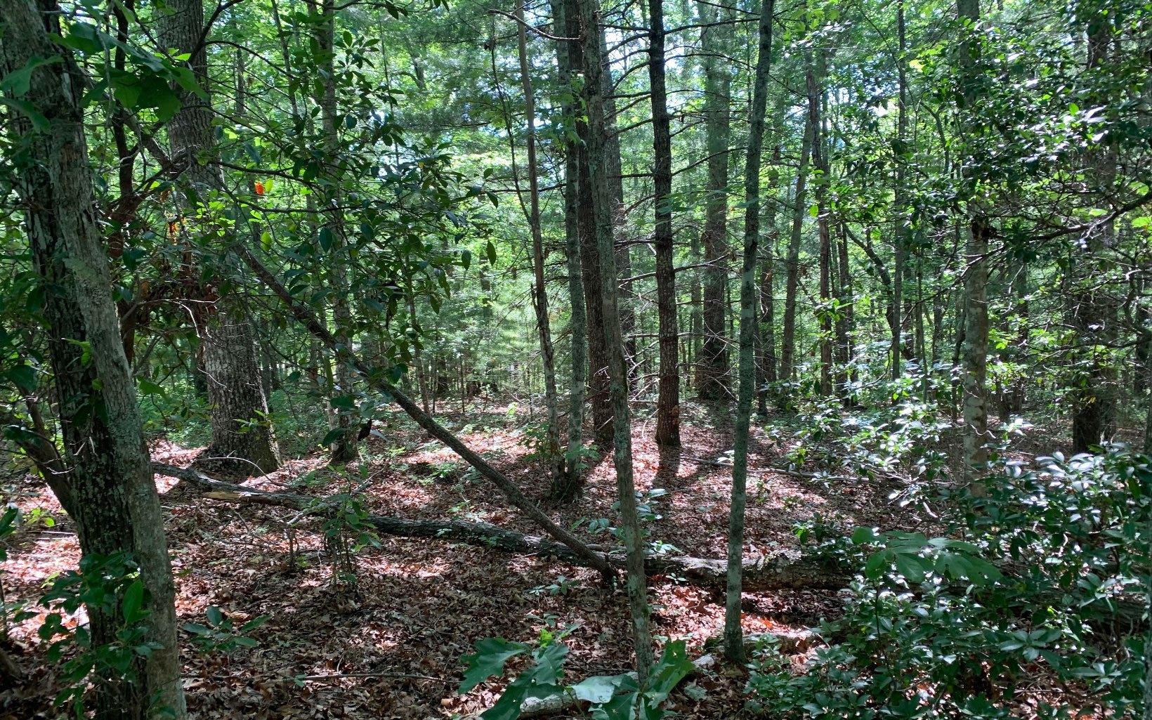Other - Lady Lane, Murphy, NC