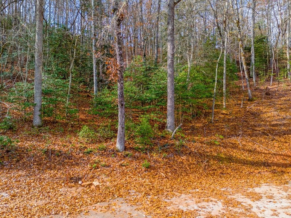 Other - Elevation Rd lot: Lknob, Franklin, NC