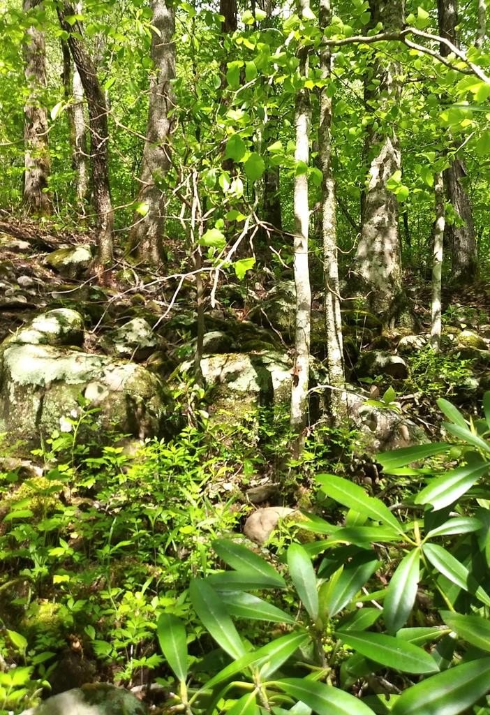 Other - Buckeye Lane lot: 47, Wilder, TN