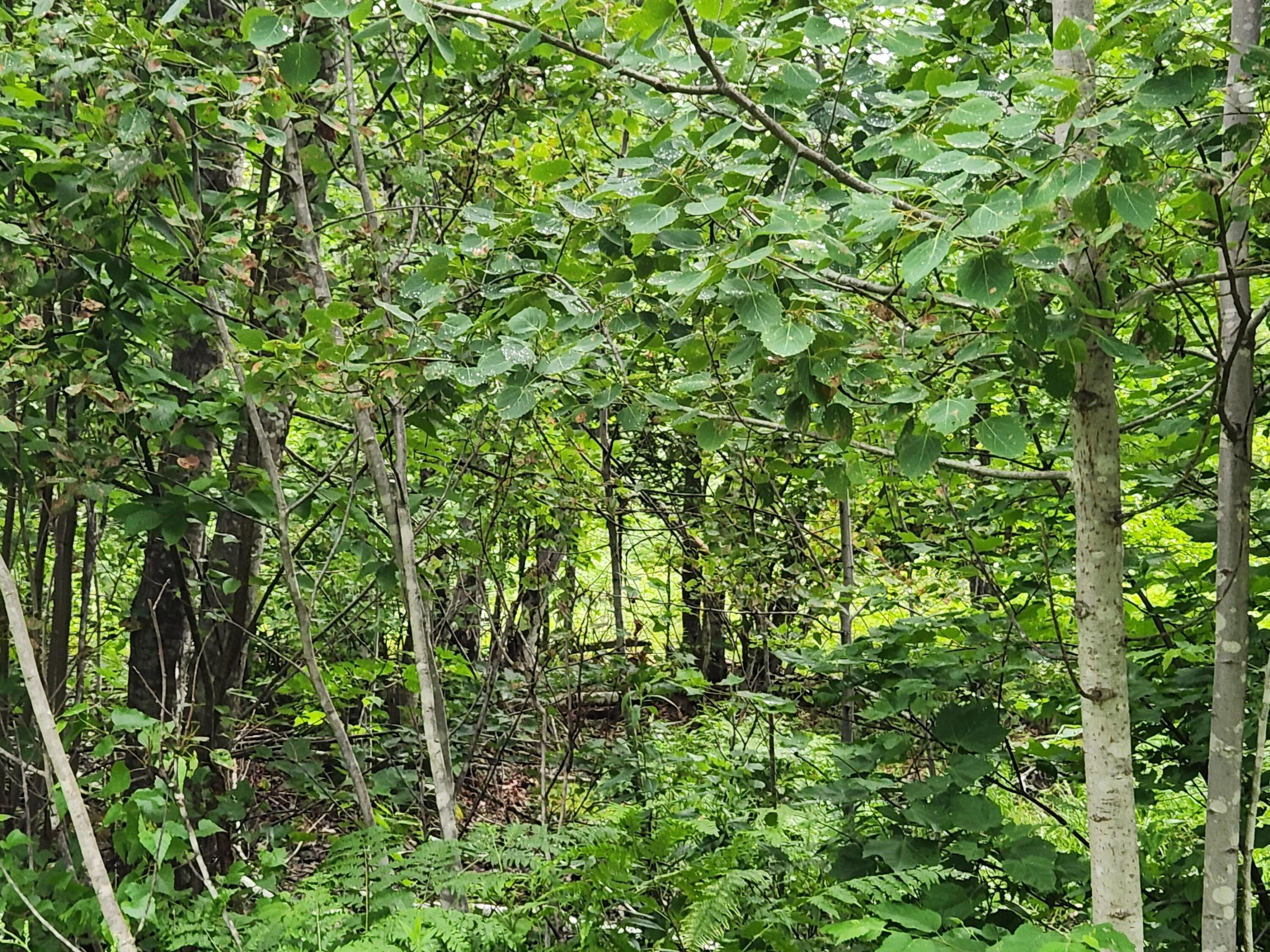 Other - Blackberry Lane lot: A, Buckfield, ME