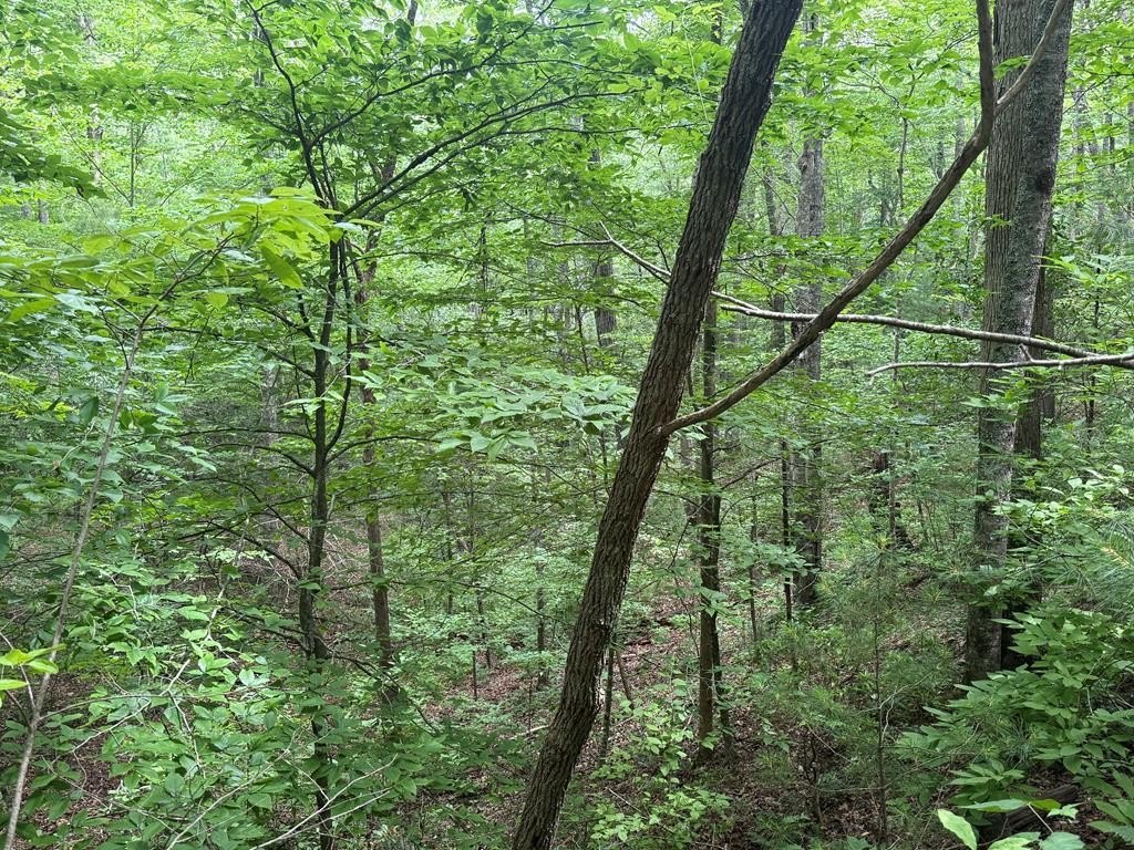 Other - 1 ac Spiva Cove Circle, Blairsville, GA