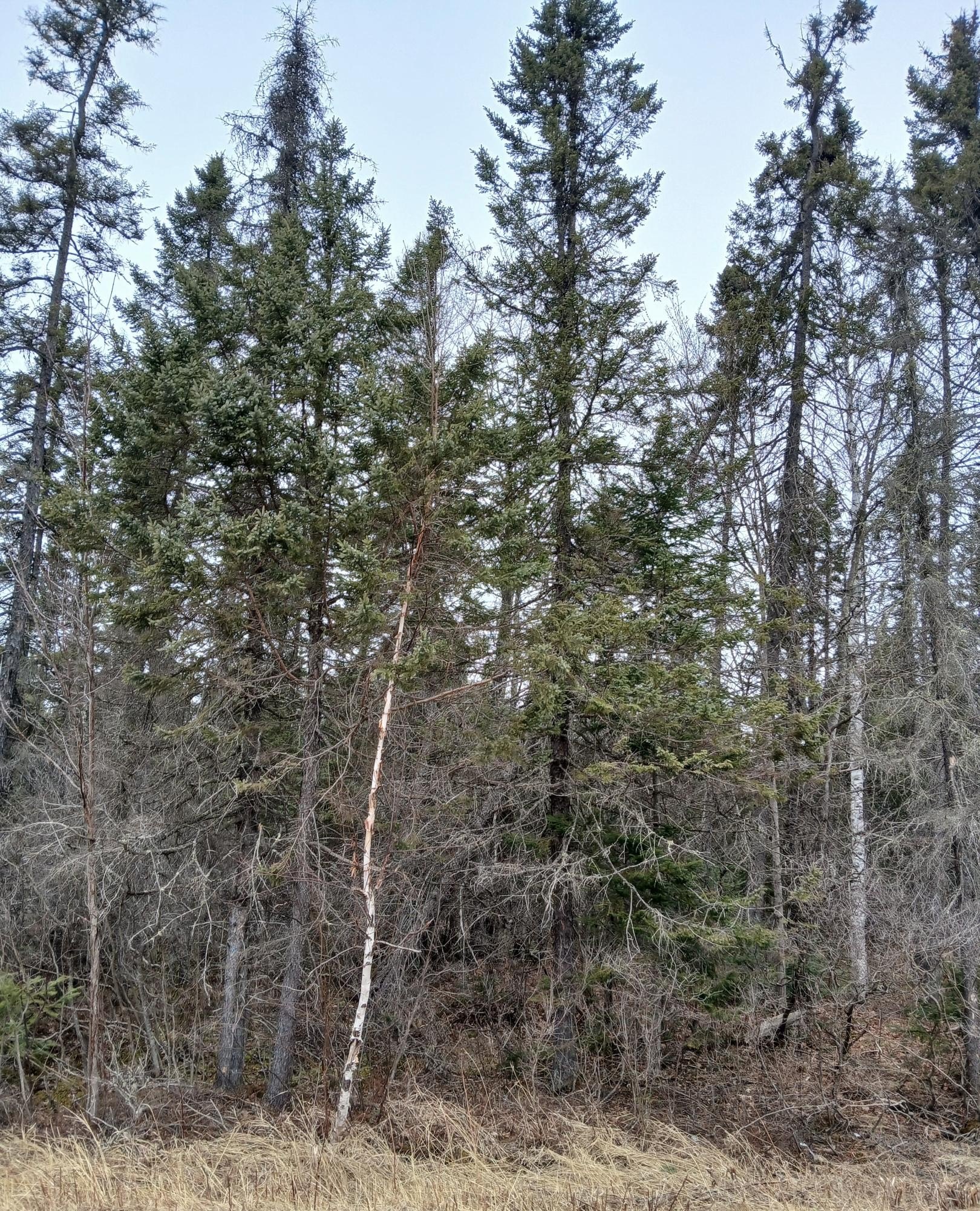Other - MI-357-1 MANHARDT RD, Minocqua, WI