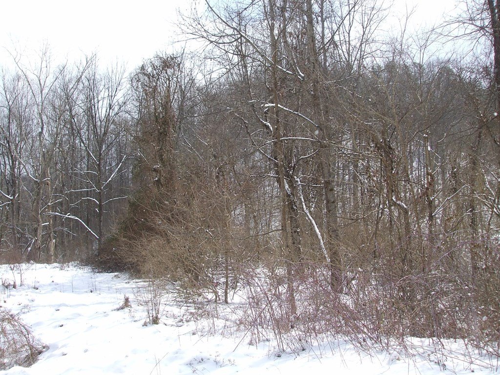 Other - 0 Little Elk Hode Road, (D 38 P 137 & D 48 P 341), Warfield, KY